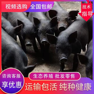 原种太湖母猪苏太猪长白猪二元杜洛克公猪仔猪活苗散养黑猪黑金刚