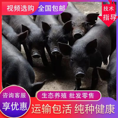 原种苏太母猪太湖大白猪太湖母猪