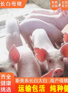 原种长大白猪活体母猪苏太黑金刚