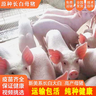 原种长大白猪活猪大约克母猪二元太湖母猪杜洛克种公猪苏太黑金刚