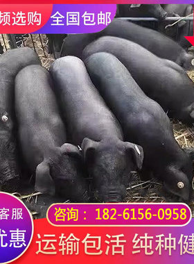 黑土猪正宗活黑猪苗小猪仔苏太猪