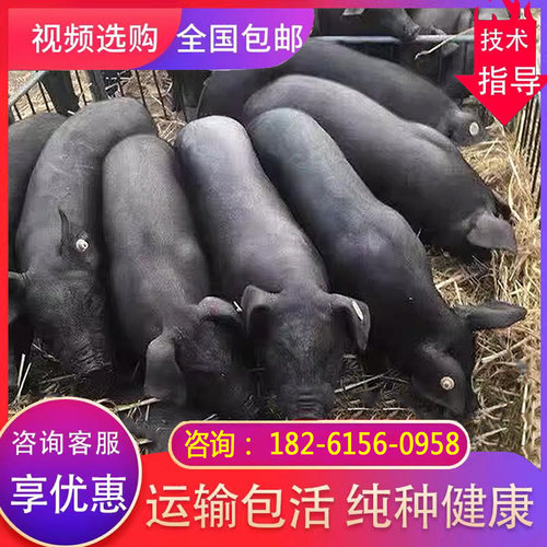 黑土猪正宗活黑猪苗小猪仔苏太猪