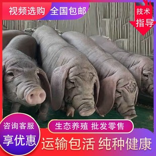 原种太湖母猪黑土猪苏太长太二元杜洛克种猪长大白约克活苗活体猪