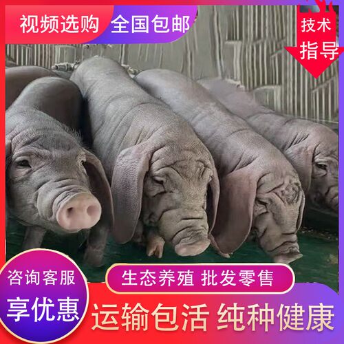 猪崽太湖母猪杜洛克土猪苏太长白