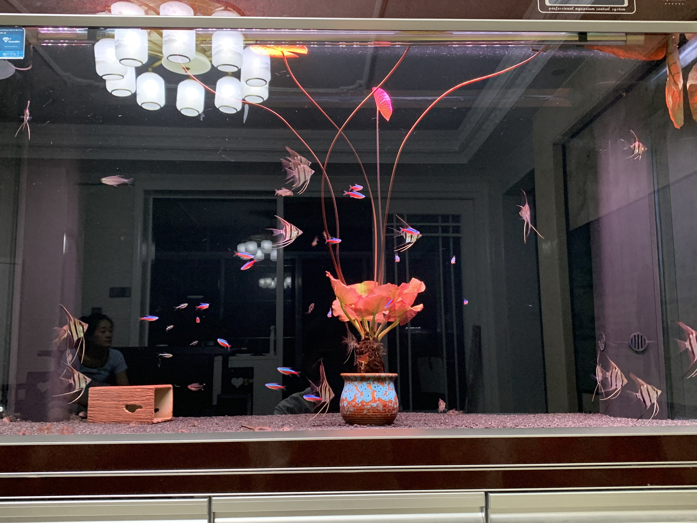 红荷根真水草鱼缸水族箱中后景造景增氧阴性南风淡水懒人水草睡莲