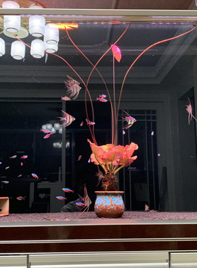 红荷根真水草鱼缸水族箱中后景造景增氧阴性南风淡水懒人水草睡莲