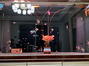红荷根真水草鱼缸水族箱中后景造景增氧阴性南风淡水懒人水草睡莲