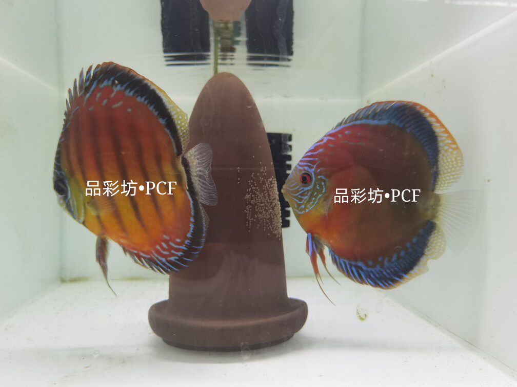 野彩f1圣塔伦红彩加帕拉特尼红彩2-3公分精品鱼苗热带观赏鱼包损