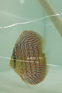 品彩坊FU纹松七彩神仙鱼 鱼苗 渔场繁殖2-3公分 热带鱼观赏鱼信誉