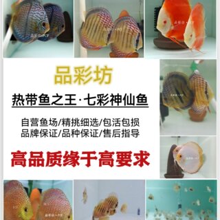 品彩坊鱼场直销高品质水族观赏热鱼七彩神仙鱼马来一栋德松蜘蛛侠