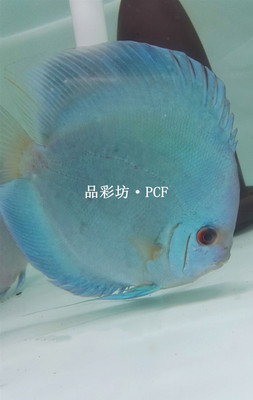 鱼苗七彩神仙品彩坊天子蓝