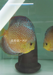 品彩坊豹蛇纹七彩神仙鱼苗 渔场直销 热带鱼观赏鱼