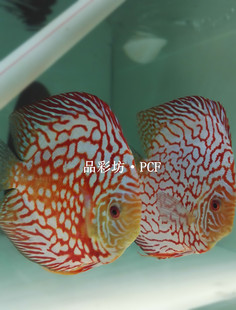 品彩坊血地图鸽子七彩神仙鱼苗热带鱼观赏鱼鱼苗