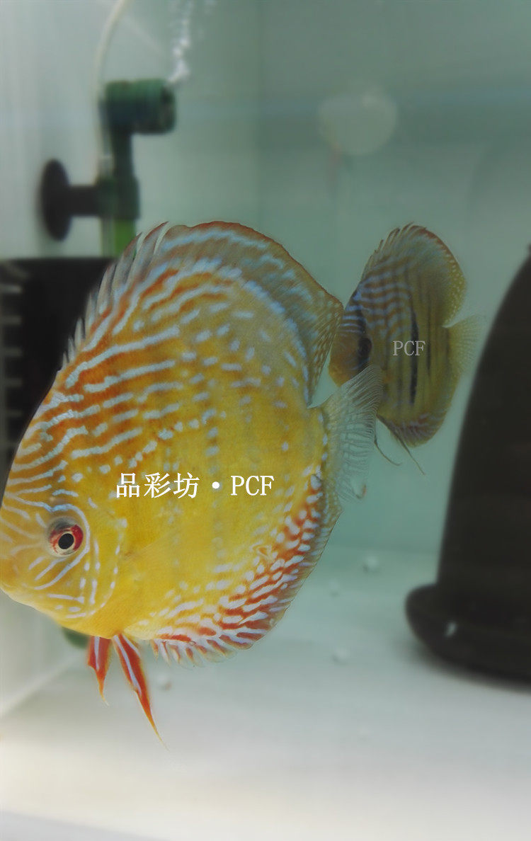 品彩坊野彩F1-哈塔普全黄室野生七彩神仙鱼苗热带鱼观赏鱼苗