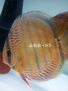 品彩坊野彩F1-塔罗斯精品皇室野彩鱼苗鱼场直销高品质纯血热带鱼