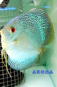 品彩坊七彩鱼场蓝蛇纹精品七彩神仙鱼苗纯正血统热带观赏鱼信誉