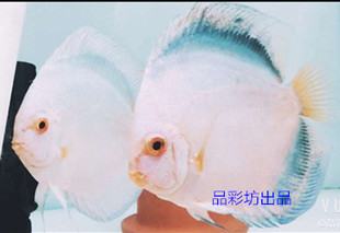 品彩坊七彩鱼场极光精品七彩神仙鱼苗纯正血统热带鱼观赏鱼信誉