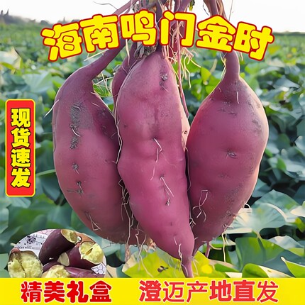 正宗海南鸣门金时地瓜新鲜番薯5斤中果富硒沙土板栗味粉糯香甜