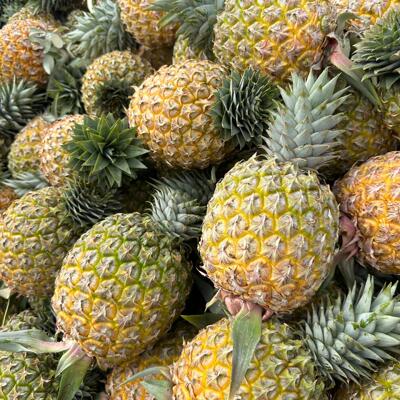 海南芒果凤梨 新鲜手撕凤梨 不用挖眼泡盐水 热带当季水果 非金钻