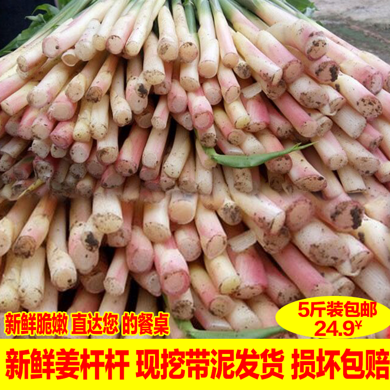 重庆新鲜姜杆杆先挖现发货精选5斤装多省包邮当季新鲜嫩姜杆杆