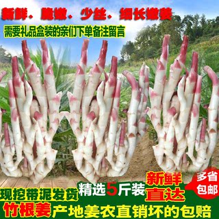 农家自种竹根姜新鲜嫩姜子姜四川仔姜嫩姜芽现挖现发和林生姜5斤