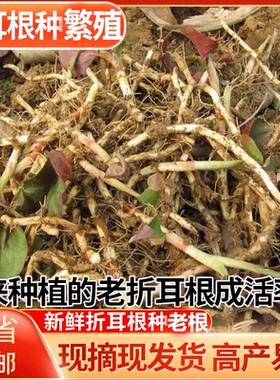 重庆野生新鲜鱼腥草种根苗现挖折耳种植根老折耳根节节根草带泥发