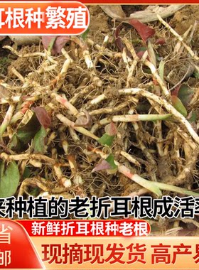 重庆鱼腥草种子新鲜高产易成活