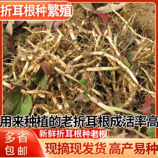 重庆野生新鲜鱼腥草种根苗现挖折耳种植根老折耳根节节根草带泥发