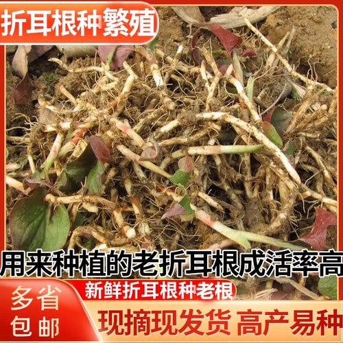 重庆鱼腥草种子新鲜高产易成活