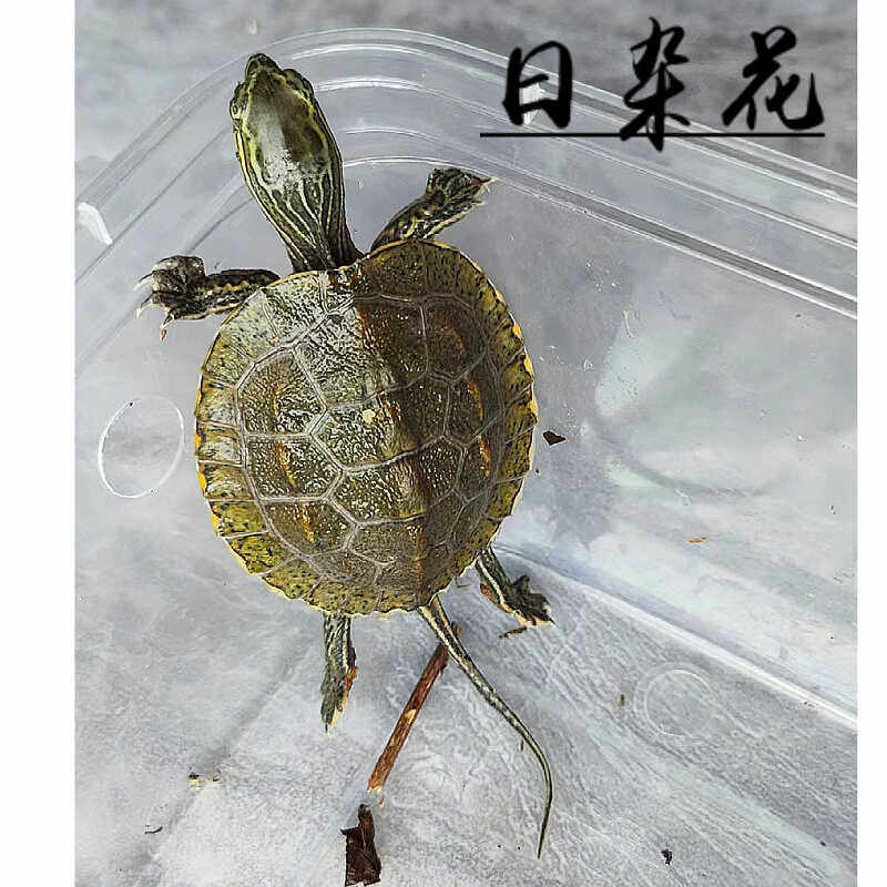 日本石龟杂花龟杂花苗活体冷水外塘草龟宠物招财龟小乌龟头苗乌龟