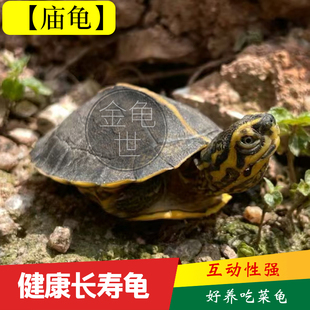 庙乌龟庙苗亚洲巨型种龟素食龟吃菜龟半水龟东方黄头庙观赏龟宠物