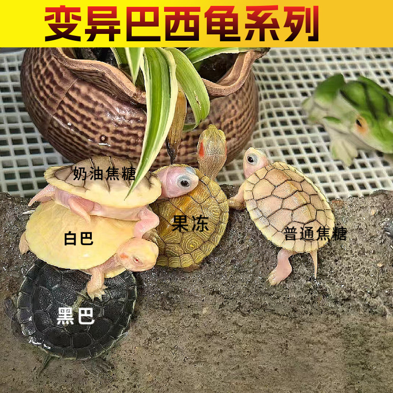 变异白化巴西龟苗宠物观赏龟焦糖黄色魔眼奶油果冻黑巴好养网红龟