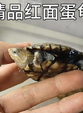 红面蛋龟红面苗小乌龟水宠物龟活体闭壳龟亚巨安布西非玛塔圆澳龟