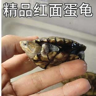 红面蛋龟红面苗小乌龟水宠物龟活体闭壳龟亚巨安布西非玛塔圆澳龟