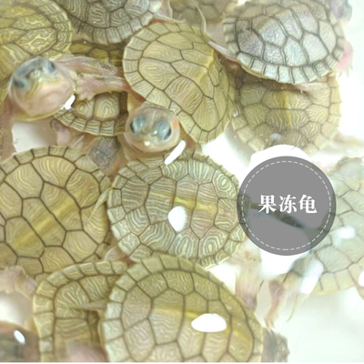 白化巴西龟变异乌龟果冻苗黑巴苗小乌龟观赏龟宠物龟深水龟招财龟