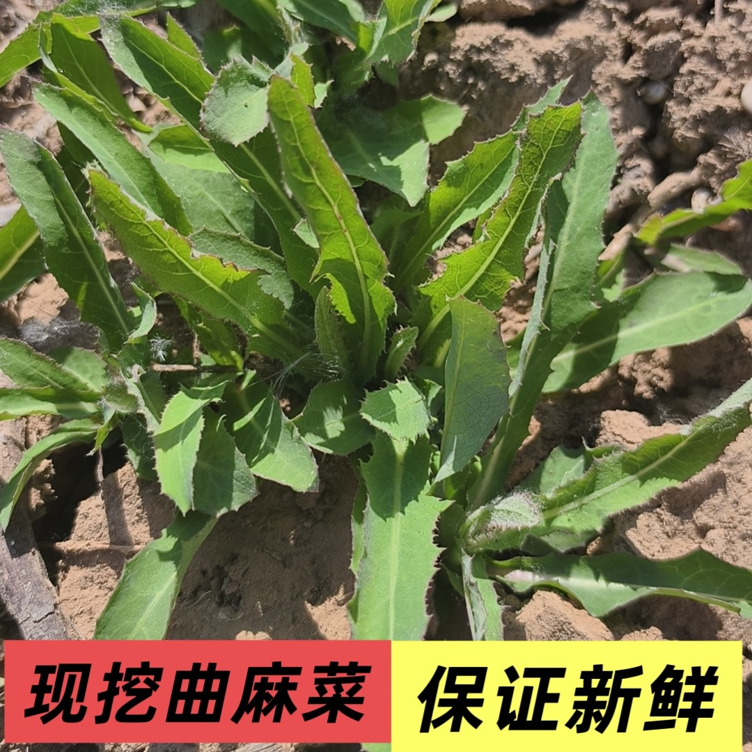 25年野生现挖山东曲麻菜新鲜苦麻菜苣荬菜蘸酱野蔬苦菜包邮曲曲菜