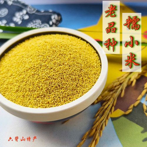 贵州高山糯小米梯田粗粮