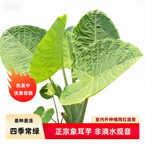 象耳芋大野芋大型绿植客厅阳台大叶盆栽庭院超大叶植物现挖现发