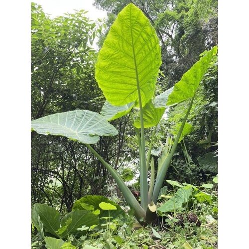 易养活象耳芋大宽叶水培老桩盆栽