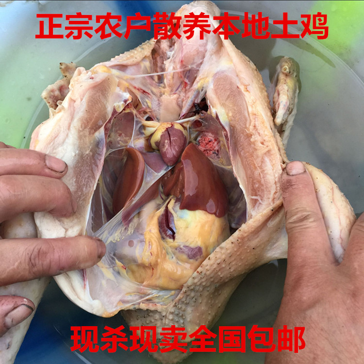 农家散养新鲜月子鸡