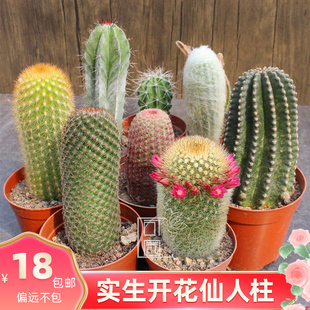 实生仙人柱 沙生胭脂掌小盆栽办公室开大花球 好度夏桌面阳台植物