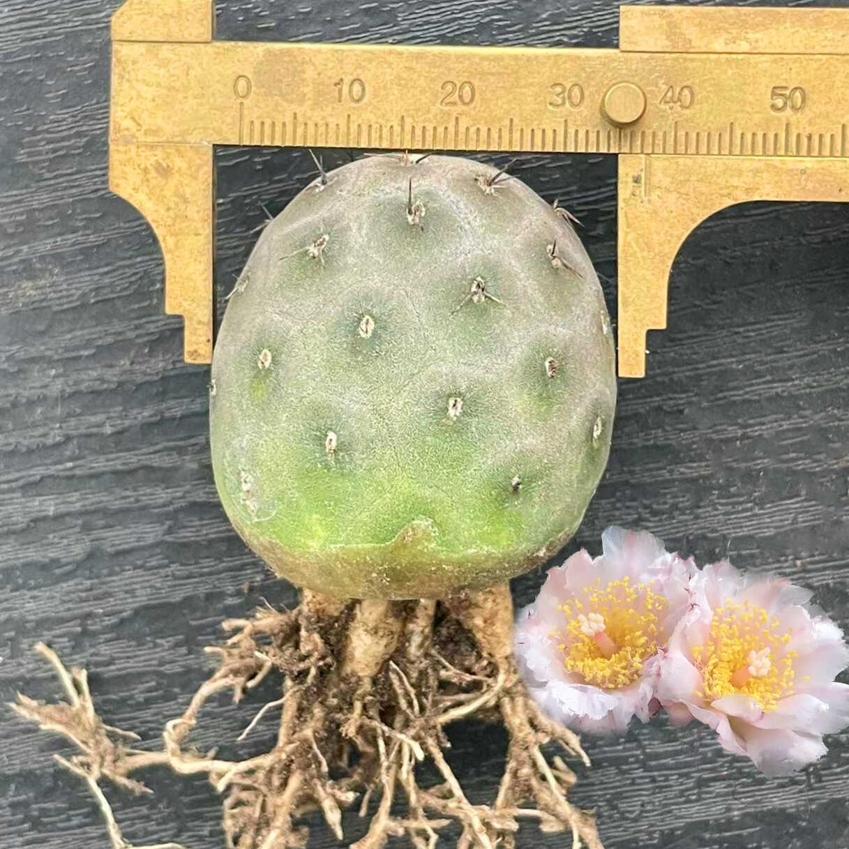 习志野团扇仙人球大花植物盆栽