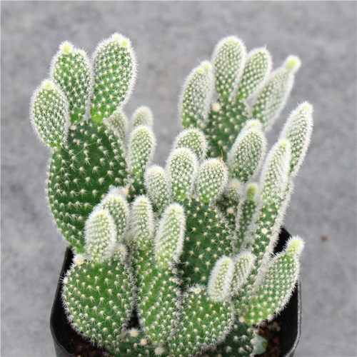 白毛掌仙人球软毛桌面可爱植物