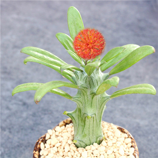 普西利菊 无刺好养多肉植物小盆栽 美丽开红花仙人柱可爱菊科花卉