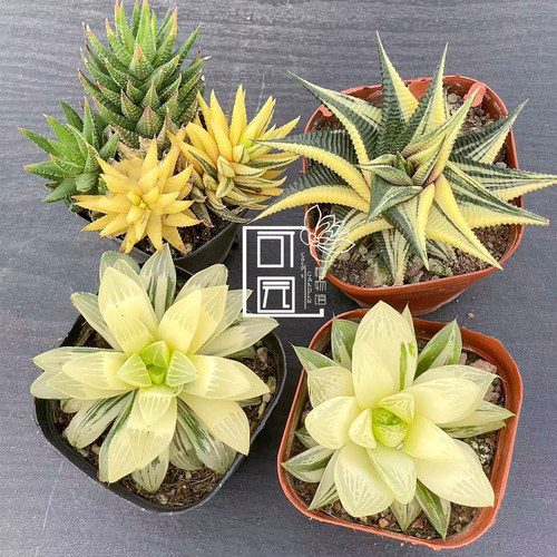 玉露锦自然宝草十二卷锦姬寿盆栽