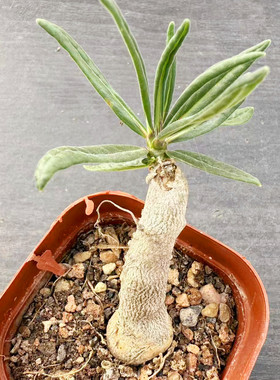 天马空块根植物 Pachypodium succulentum夹竹桃科棒棰树属小盆栽