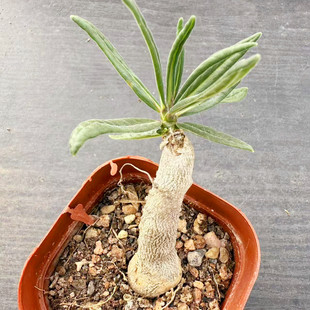 天马空块根植物 Pachypodium succulentum夹竹桃科棒棰树属小盆栽