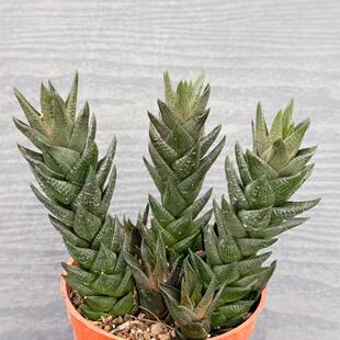 龙爪硬叶十二卷 多肉植物室内桌面好养活美观趣味绿植阳台小盆栽