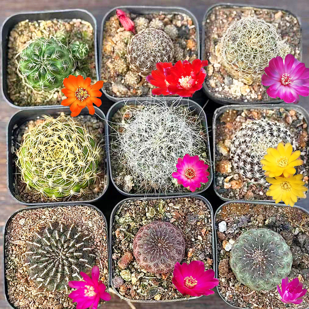混合有沟宝山仙人球组合开花机器仙人掌科子孙球植物小盆栽红丽丸 - 实物图