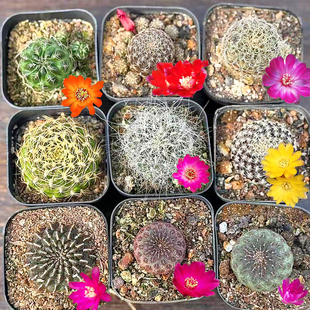 混合有沟宝山仙人球组合开花机器仙人掌科子孙球植物小盆栽红丽丸